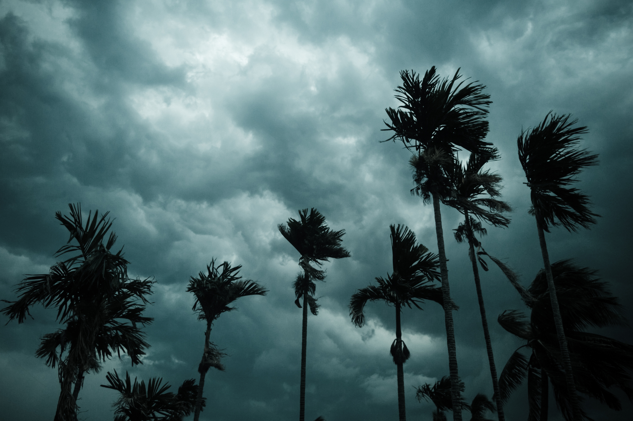 Silhouettes of palm trees against a dark, cloudy sky
